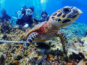 ケラマ諸島ファンダイビング！やっと行けたね慶良間諸島。