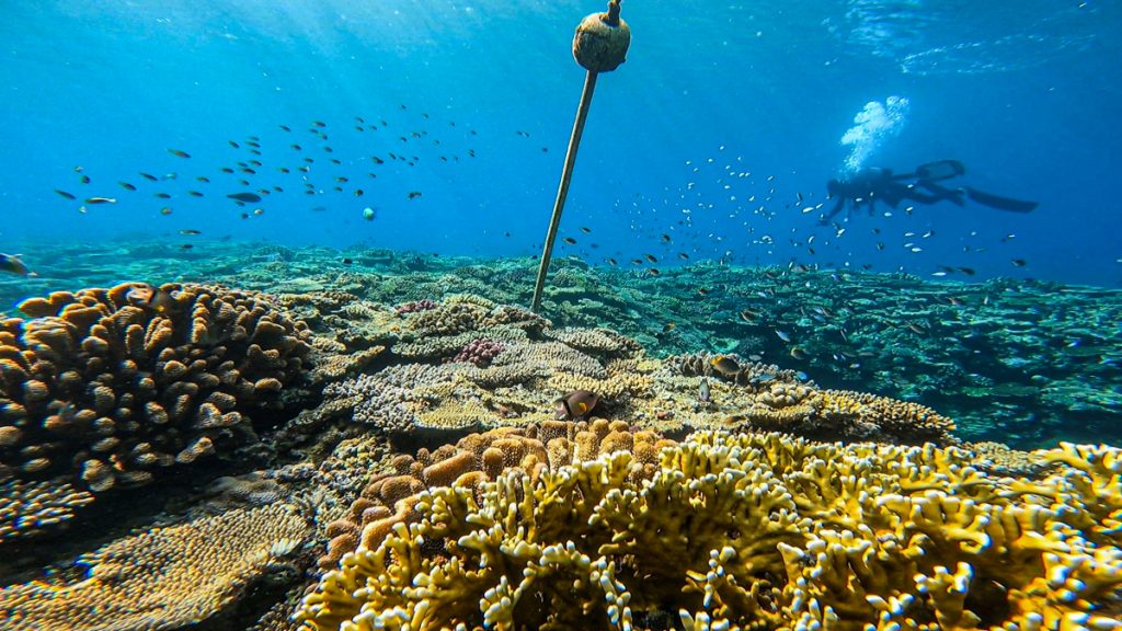 恩納村 ダイビングライセンス