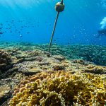 お久しぶりですがダイビングはしています。