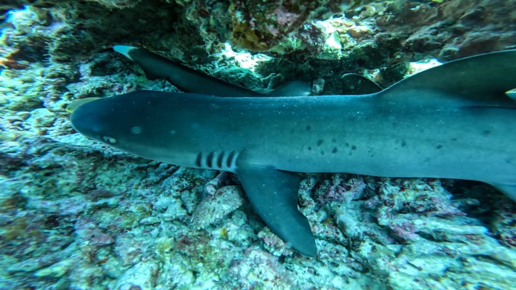 沖縄 ダイビングライセンス