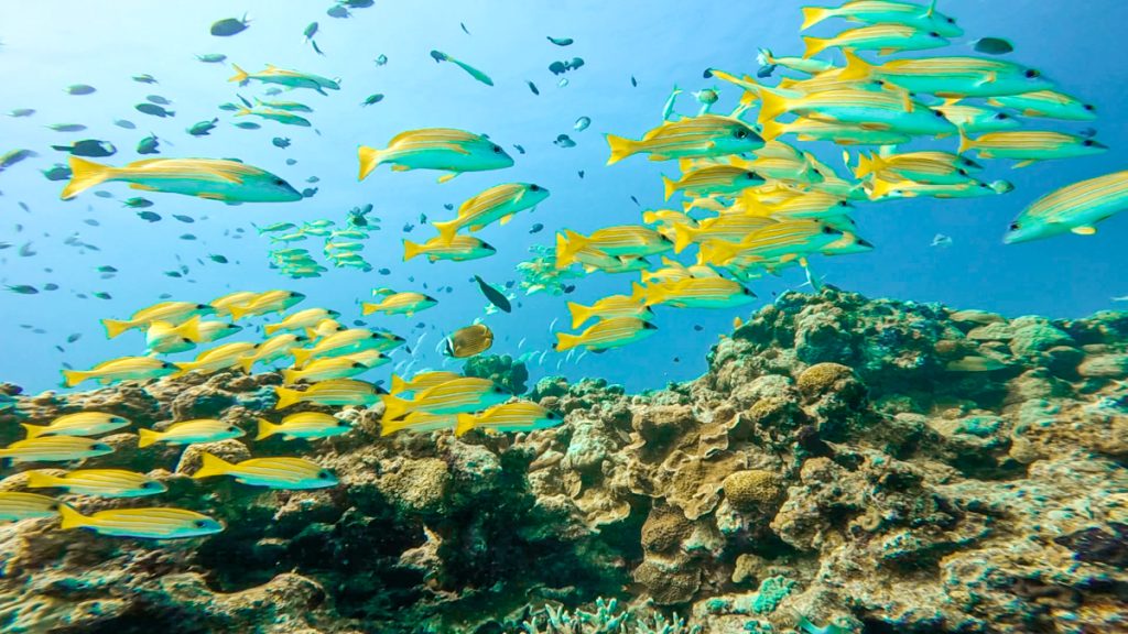 沖縄 ダイビングライセンス