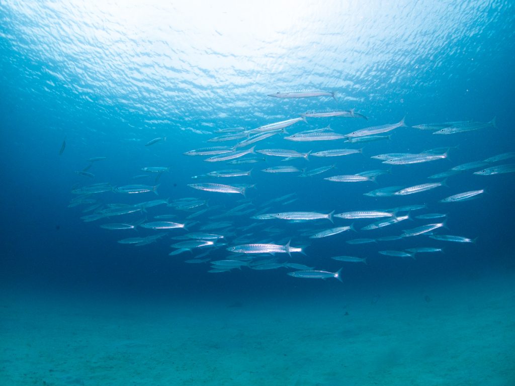 沖縄 ダイビングライセンス