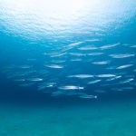 沖縄 北部ゴリラチョップでダイビング初めてのドライスーツ