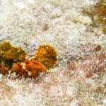 沖縄本島北部 ファンダイビング カエルアンコウの幼魚