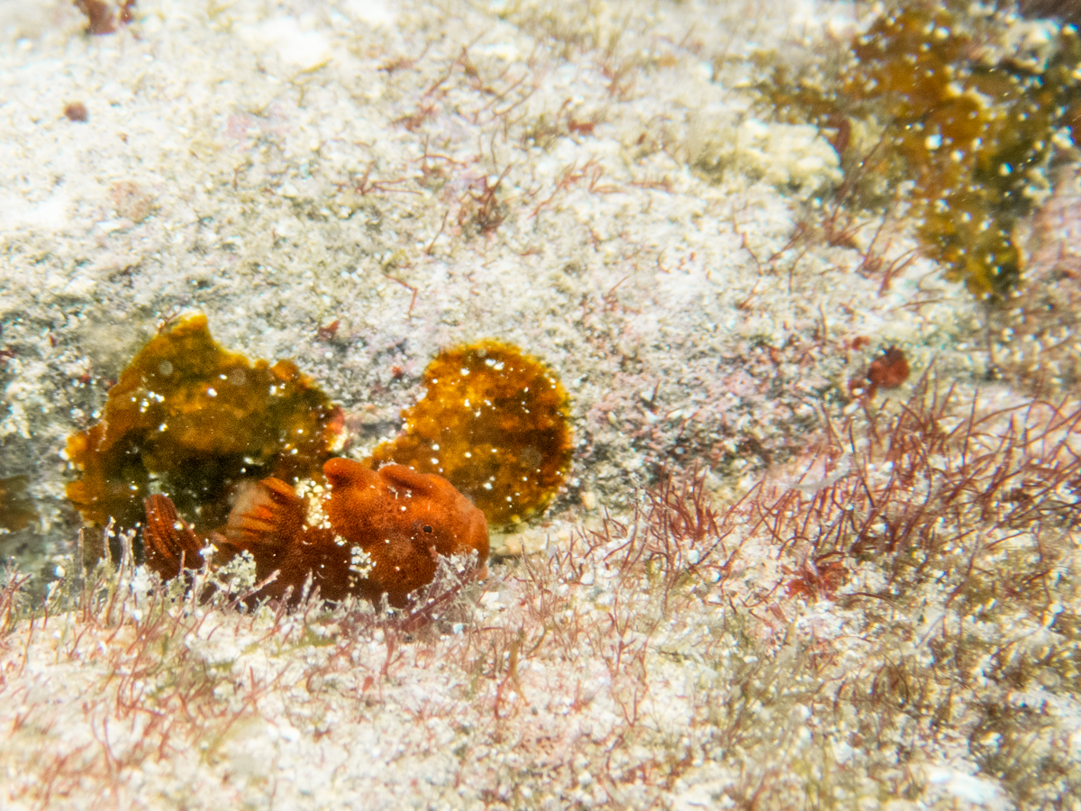 沖縄本島北部　ファンダイビング　カエルアンコウの幼魚