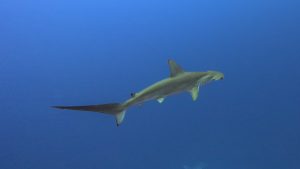 粟国でハンマー狙いのドリフトダイビング