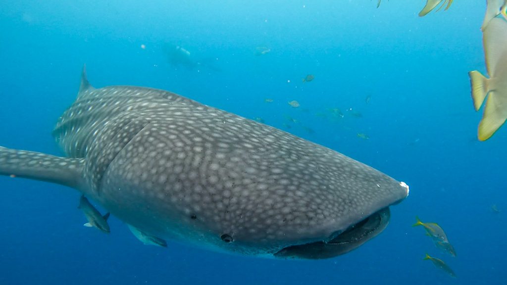 沖縄 ジンベエザメ ダイビング