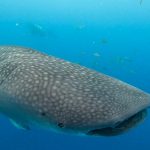 沖縄でジンベエザメと体験ダイビング